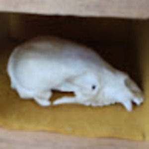 Meet your Posher, Rick